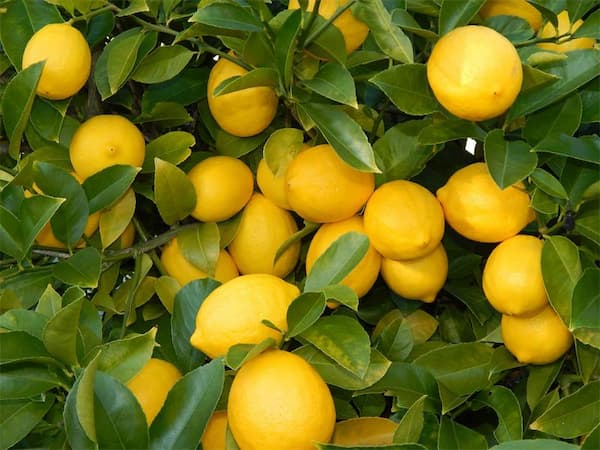 تصویر 1 از قیمت نهال لیمو شیرین پیوندی با کیفیت ارزان + خرید عمده